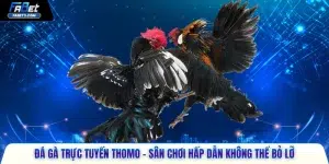 đá gà trực tuyến Thomo