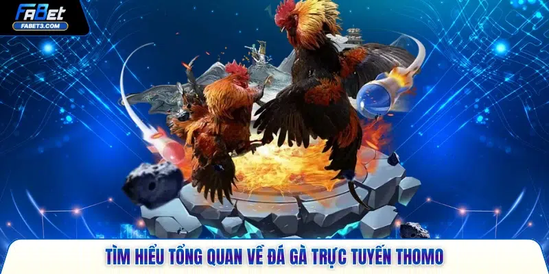 Tìm hiểu tổng quan về đá gà trực tuyến Thomo